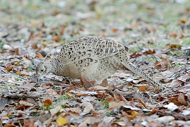 Fazant; Common Pheasant (Phasianus colchicus) stock-image by Agami/Dick Forsman,