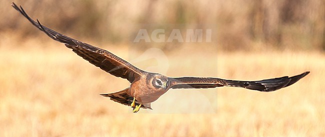 Pallid Harrier (Circus macrourus), close-up view of juvenile bird in flight in Finland stock-image by Agami/Kari Eischer,