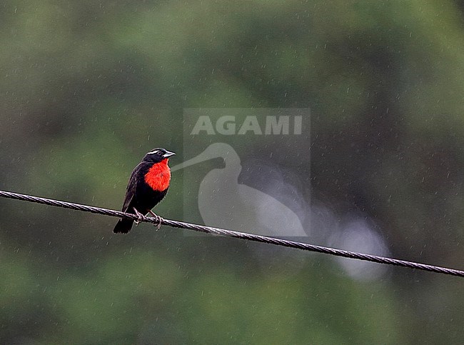 Male White-browed Blackbird (Sturnella superciliaris) perched on a wire during a rain shower in Brazil. stock-image by Agami/Andy & Gill Swash ,