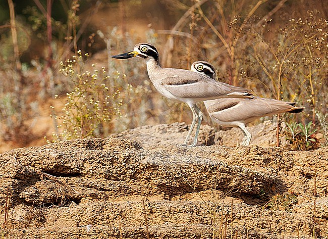 Great Stone-Curlew (Esacus recurvirostris), also known as Great Thick-knee, along Asian river. Two birds together. stock-image by Agami/Marc Guyt,