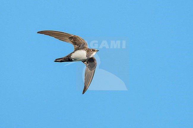 Alpine Swift (Tachymarptis melba) flying agains blue sky in Switzerland. stock-image by Agami/Marcel Burkhardt,