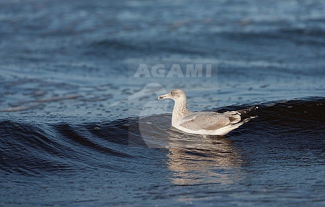 Second-winter European Herring Gull (Larus argentatus) swimming in the surf of the north sea at Katwijk in the Netherlands. stock-image by Agami/Marc Guyt,