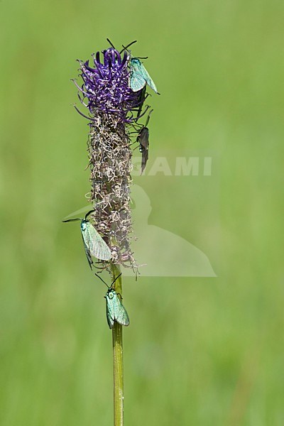 Metaalvlinder, Green Forester stock-image by Agami/Wil Leurs,