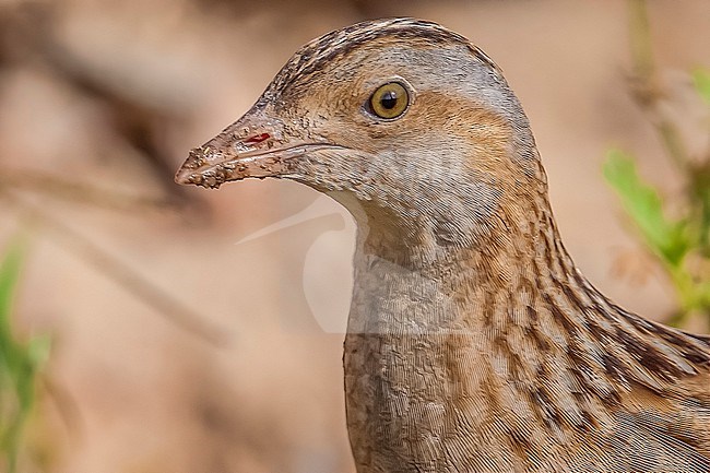 Corncrake (Crex crex) walking in Shams Alam Resort, Marsa Alam, Red Sea coast, Egypt. stock-image by Agami/Vincent Legrand,