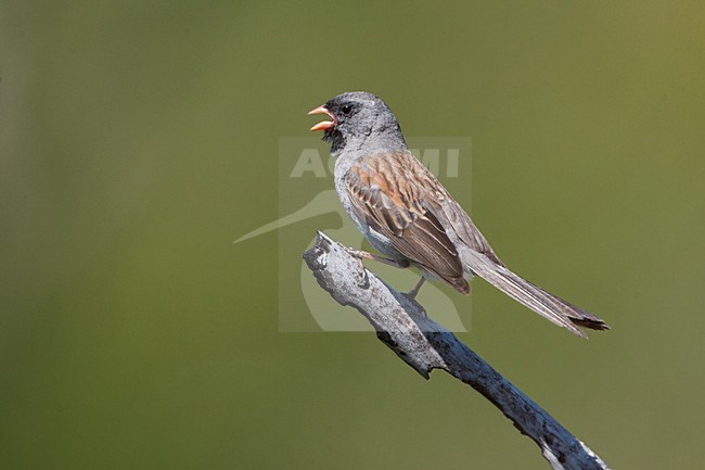 Zingende Zwartkingors; Singing Black-chinned Sparrow stock-image by Agami/Martijn Verdoes,