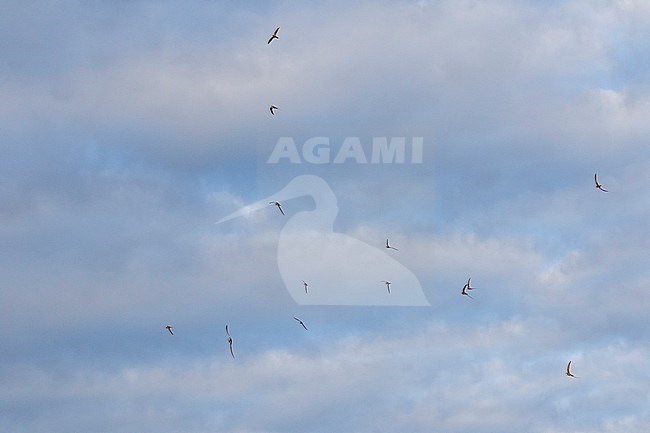 Alpine Swift - Alpensegler - Tachymarptis melba ssp. melba, Germany, adult stock-image by Agami/Ralph Martin,