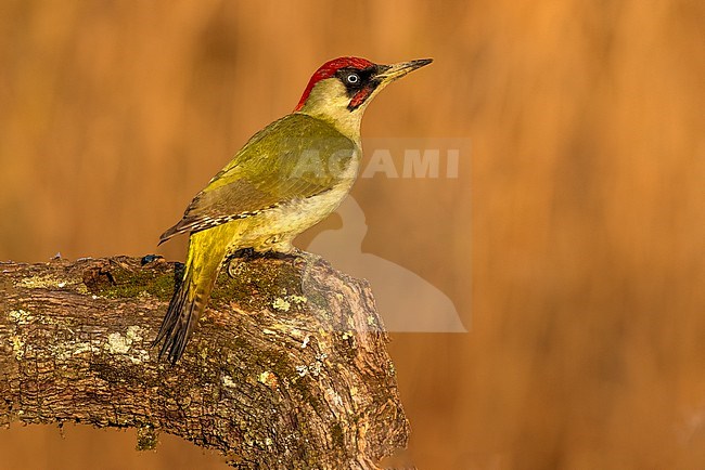 European Green Woodpecker, Picus viridis, in Italy. stock-image by Agami/Daniele Occhiato,