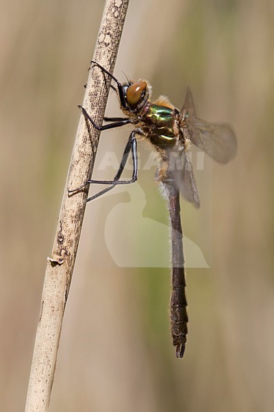 Onvolwassen Smaragdlibel; Immature Downy Emerald stock-image by Agami/Fazal Sardar,