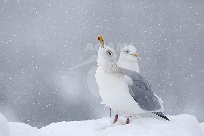 Kumliens Meeuw, Kumlien's Gull, Larus glaucoides kumlieni stock-image by Agami/Chris van Rijswijk,