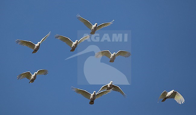 Flock of Sulphur-crested Cockatoos (Cacatua galerita) in Royal National Park, Australia. Group in flight, seen from below. stock-image by Agami/Ian Davies,