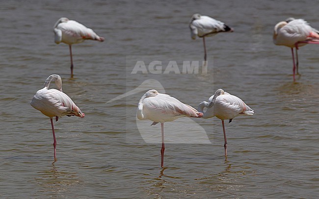 Greater Flamingo (Phoenicopterus roseus), small flock resting at Ras Al Khaimah, UAE stock-image by Agami/Helge Sorensen,