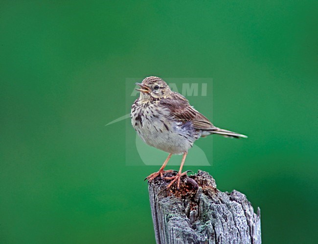 Graspieper op een paal; Meadow Pipit perched on a pole stock-image by Agami/Markus Varesvuo,