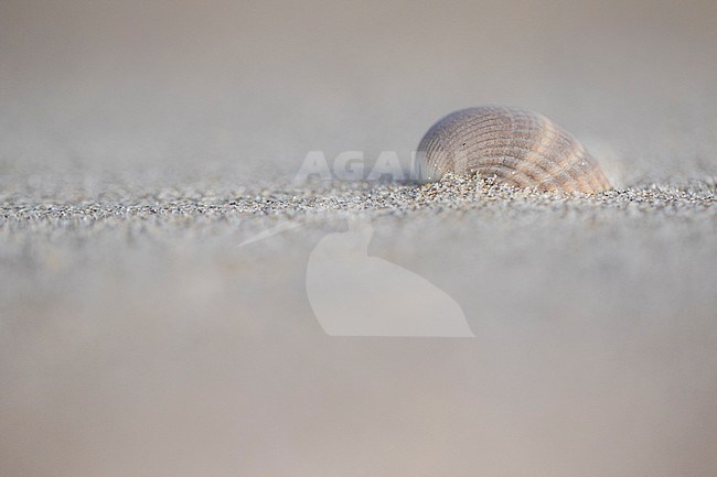 Empty shell of a Common Cockle stock-image by Agami/Wil Leurs,