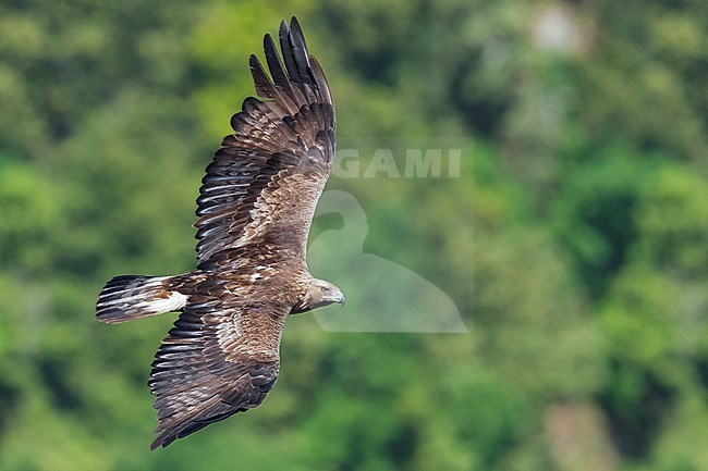 Golden Eagle (Aquila chrysaetos), subadult male in flight seen from the above, Campania, Italy stock-image by Agami/Saverio Gatto,