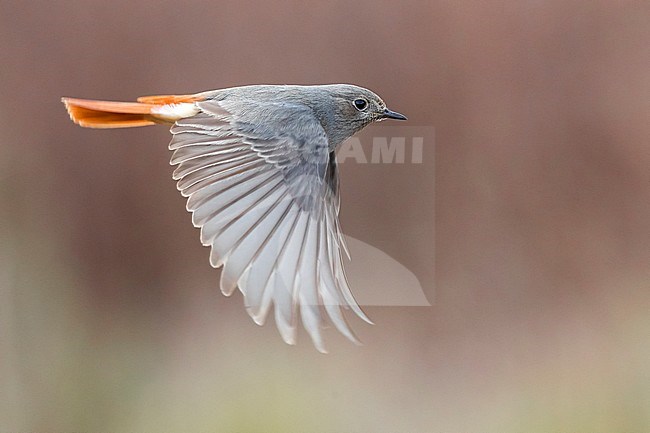 Vrouwtje Zwarte Roodstaart in vlucht, Female Black Redstart in flight stock-image by Agami/Daniele Occhiato,