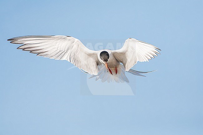 Adult Common Tern (Sterna hirundo) hovering over blue colored freswater lake near Skala Kalloni on the island of Lesvos, Greece. Against blue sky as a background. stock-image by Agami/Marc Guyt,