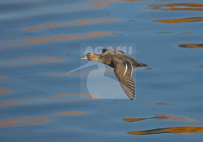 Vrouwtje Stellers Eider in vlucht; Female Steller's Eider in flight stock-image by Agami/Markus Varesvuo,