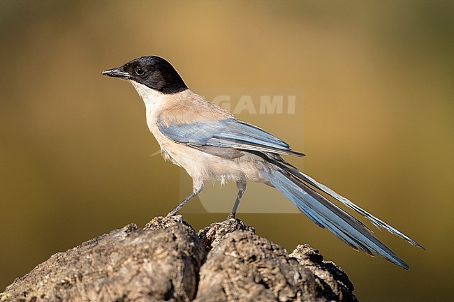 Iberian Magpie (Cyanopica cooki) in Extremadura, Spain. Adult standing on a rock seen from the side. stock-image by Agami/Marc Guyt,