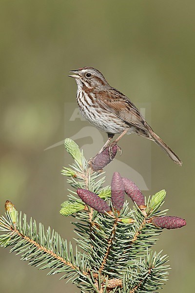 Adult  Song Sparrow, Melospiza melodia
Kamloops, British Columbia
June 2015 stock-image by Agami/Brian E Small,