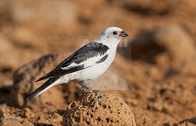 Snow Bunting - Schneeammer - Plectrophenax nivalis ssp. insulae, Iceland, adult male stock-image by Agami/Ralph Martin,