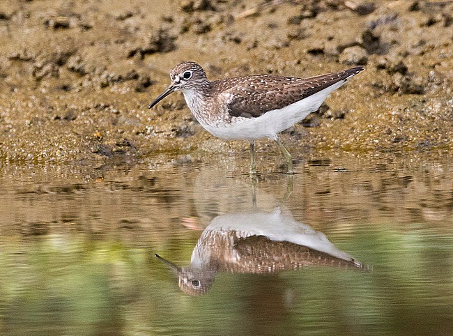 First-winter Solitary Sandpiper (Tringa solitaria) stock-image by Agami/David Monticelli,