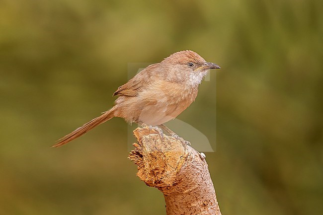 Juvenile South-western Fulvous Chatterer (Argya fulva buchanani) perched on a trunk near Atar in Northern Mauritania. stock-image by Agami/Vincent Legrand,