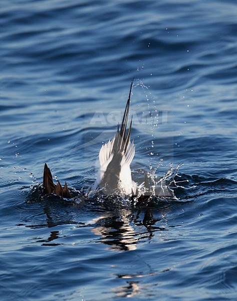 IJseend, Long-tailed Duck, Clangula hyemalis stock-image by Agami/Hugh Harrop,