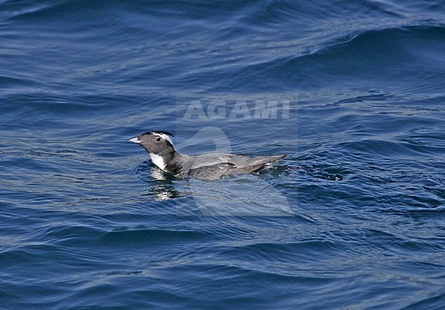 Japanse Alk, Japanese Murrelet, Synthliboramphus wumizusume stock-image by Agami/Pete Morris,