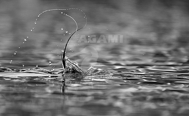 Long-tailed Duck male (Clangula hyemalis) Norway VardÃ¶ March  2013 stock-image by Agami/Markus Varesvuo,