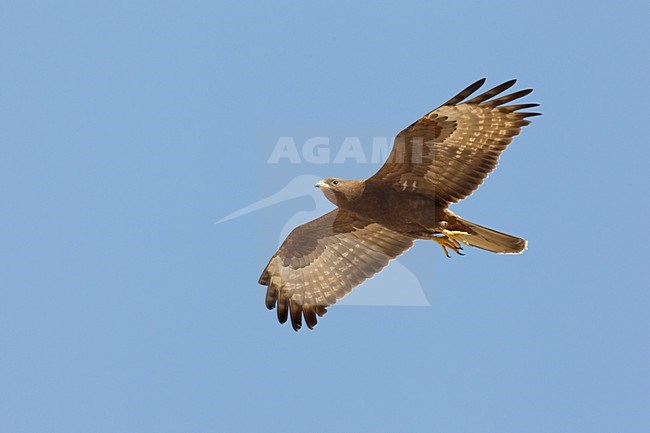 Juveniele Wespendief in de vlucht; Juvenile European Honey Buzzard in flight stock-image by Agami/Daniele Occhiato,