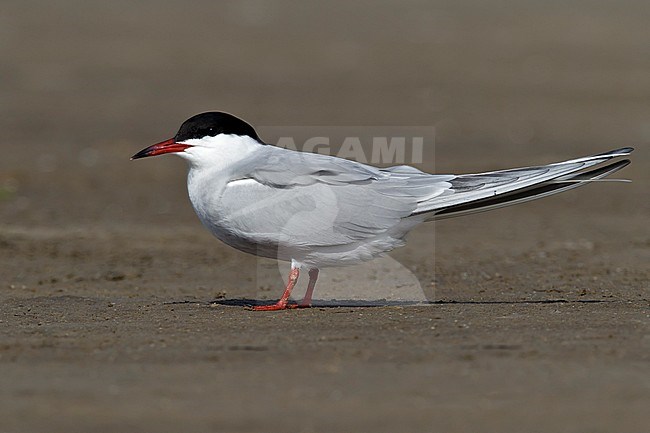 Adult breeding 
Galveston Co., TX 
April 2011 stock-image by Agami/Brian E Small,