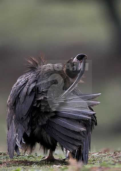 Monniksgier zittend op de grond; Cinereous Vulture perched on the ground stock-image by Agami/Markus Varesvuo,