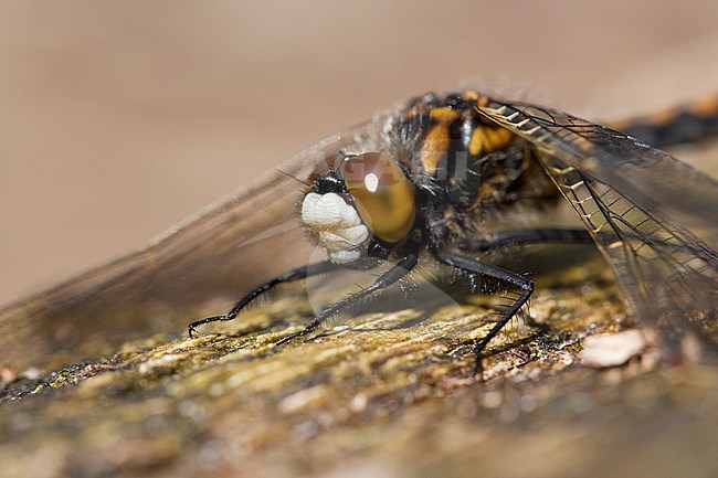 Imago Noordse witsnuitlibel; Adult Ruby Whiteface stock-image by Agami/Fazal Sardar,