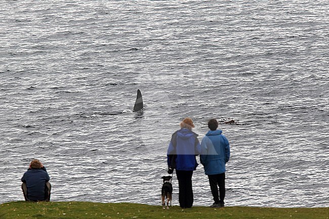 Killer Whale (Orcinus orca) swimming of the coast of Scotland with people looking on. stock-image by Agami/Hugh Harrop,