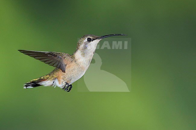 Immature male Lucifer Hummingbird (Calothorax lucifer) in flight against a green background in Brewster County, Texas, USA in September 2016. stock-image by Agami/Brian E Small,