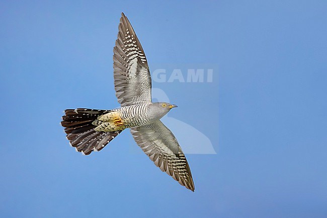 Common Cuckoo (Cuculus canorus) in Italy. stock-image by Agami/Daniele Occhiato,