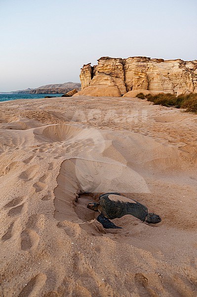 A green sea turtle, Chelonia Mydas, digging a nest on a beach. Ras Al Jinz, Oman. stock-image by Agami/Sergio Pitamitz,