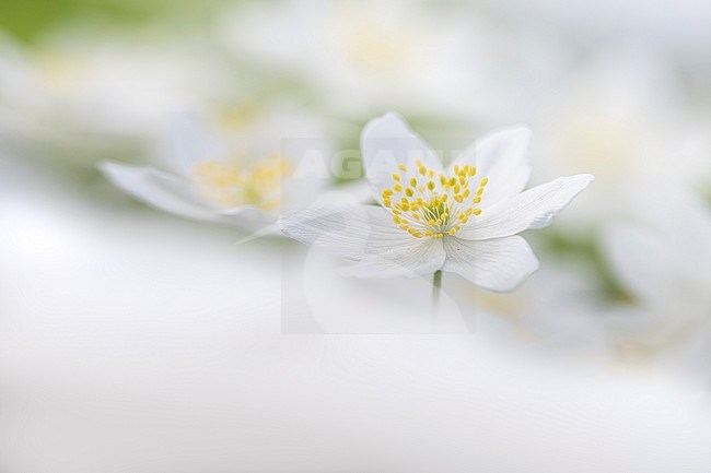 Wood anemone, Anemone nemorosa stock-image by Agami/Wil Leurs,