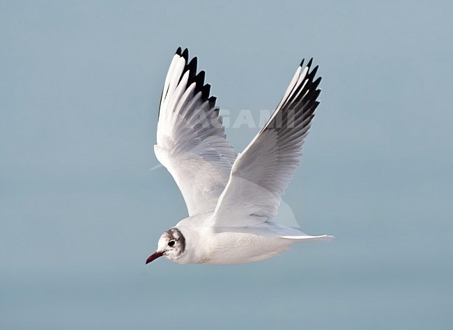 Kokmeeuw, Common Black-headed Gull, Croicocephalus ridibundus stock-image by Agami/Marc Guyt,