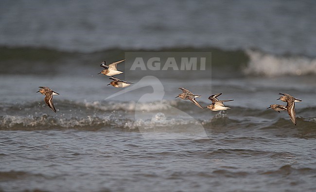 Flock of adult Sanderling (Calidris alba) flying over water during migration at Blåvandshuk, Denmark stock-image by Agami/Helge Sorensen,