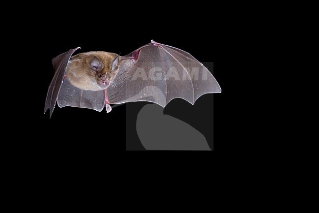 Grote Hoefijzerneus in de vlucht; Greater Horsshoe Bat in flight stock-image by Agami/Theo Douma,