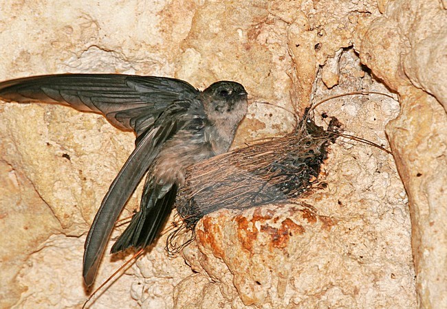 Atiusalangaan zittend bij nest, Atiu Swiftlet perched near nest stock-image by Agami/Pete Morris,