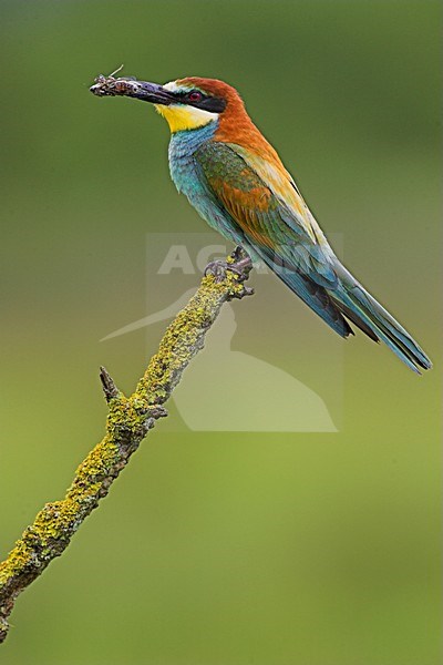 Bijeneter met prooi, European Bee-eater with prey stock-image by Agami/Menno van Duijn,