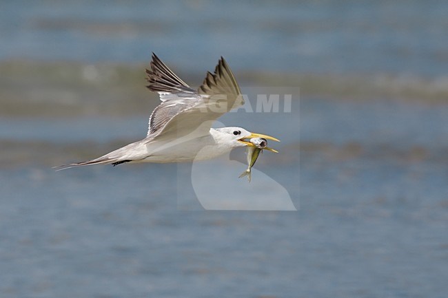 Grote Kuifstern in vlucht; Swift Tern in flight stock-image by Agami/Daniele Occhiato,