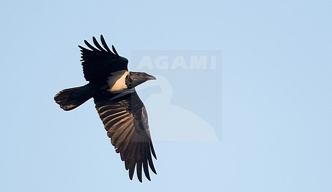 Pied Crow, Corvus albus, in Ethiopia. stock-image by Agami/Ian Davies,