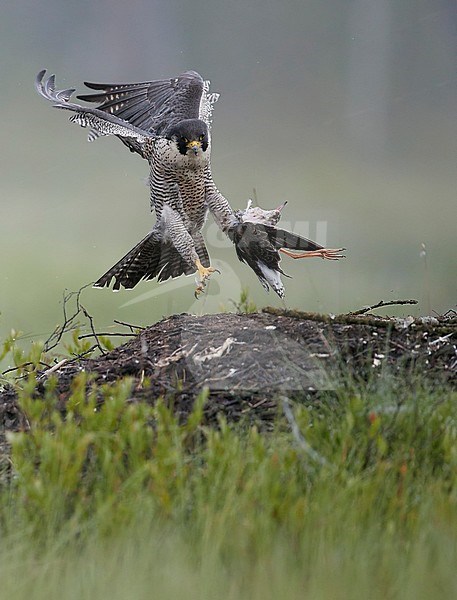 Peregrine (Falco peregrinus) and Ruff (Philomachus pugnax) Vaala Finland June 2016 stock-image by Agami/Markus Varesvuo,