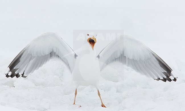 Roepende Zilvermeeuw; Caling European Herring Gull stock-image by Agami/Markus Varesvuo,