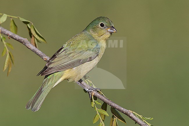 Immature male
Galveston Co., TX
April 2010 stock-image by Agami/Brian E Small,