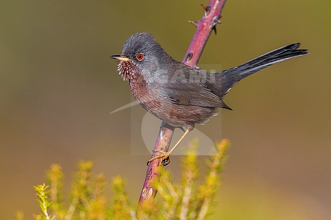 Dartford Warbler; Sylvia undata stock-image by Agami/Daniele Occhiato,