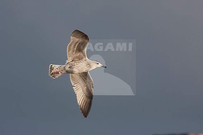 Grote Mantelmeeuw; Great Black-backed Gull; Larus marinus, Germany, 1st W stock-image by Agami/Ralph Martin,